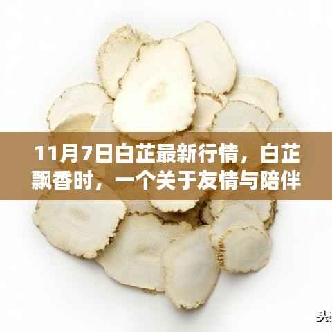 白芷飘香时,友情与陪伴的温馨故事及最新行情