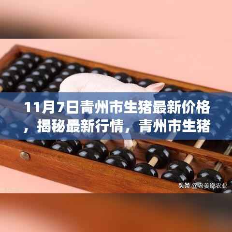 揭秘青州市生猪最新行情，11月7日价格动态分析