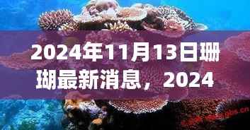2024年11月13日珊瑚最新消息,生态恢复与保护的新进展揭秘