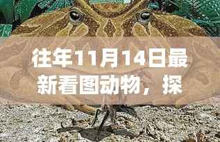 往年11月14日,揭秘动物世界,自然秘境探索之旅