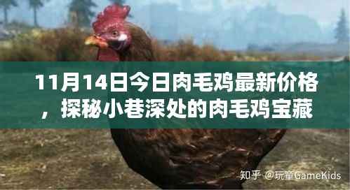 11月14日肉毛鸡最新价格揭秘,小巷深处的宝藏探索