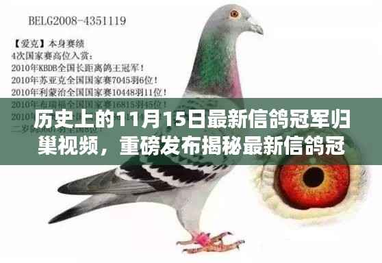 揭秘最新信鸽冠军归巢科技奇迹,前沿功能与科技魅力的完美结合视频发布!