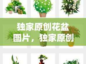 独家原创花盆图片,独家原创花盆图片高清