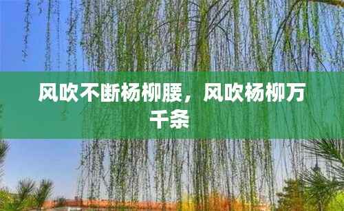 风吹不断杨柳腰,风吹杨柳万千条