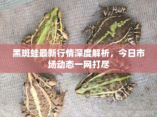 黑斑蛙最新行情深度解析,今日市场动态一网打尽