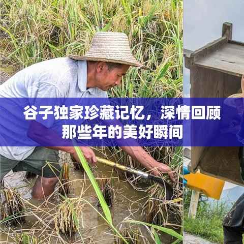 谷子独家珍藏记忆,深情回顾那些年的美好瞬间