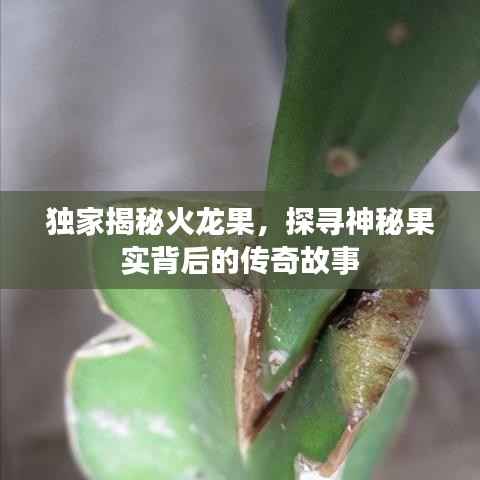 独家揭秘火龙果,探寻神秘果实背后的传奇故事