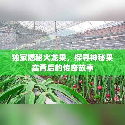 独家揭秘火龙果,探寻神秘果实背后的传奇故事
