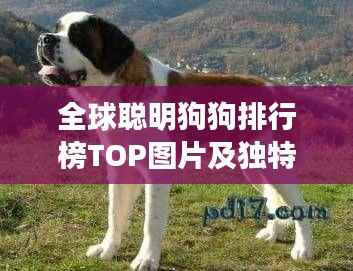 全球聪明狗狗排行榜TOP图片及独特特点全解析!